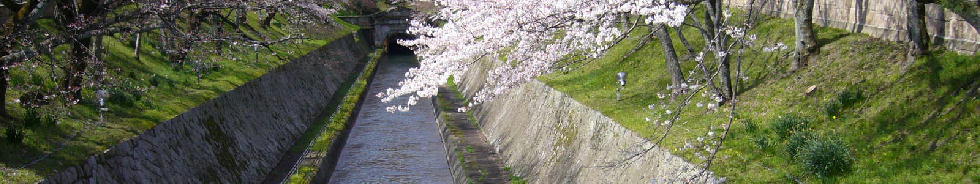 琵琶湖疏水と桜